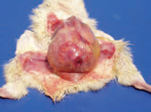 Nhiễm trùng rốn ở Ecoli trên gà Nhiễm trùng rốn ở Ecoli trên gà