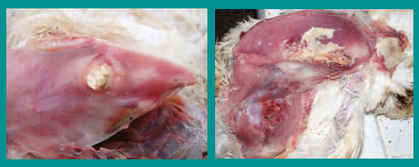 E.coli nhiễm trùng huyết dẫn đến tích tụ dịch rỉ giữa các cơ vùng ngực. E.coli nhiễm trùng huyết dẫn đến tích tụ dịch rỉ giữa các cơ vùng ngực.