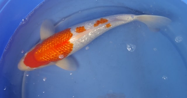 Hình ảnh Cá Koi ginrin Kohaku 40 cm