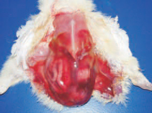 Bệnh Ecoli trên gà gặp ở mọi lứa tuổi Bệnh Ecoli trên gà gặp ở mọi lứa tuổi