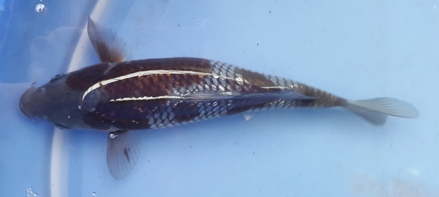 Hình ảnh Cá Koi Ginrin Ochiba 20 cm