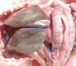Bệnh tích trên gan bệnh Ecoli trên gà Bệnh tích trên gan bệnh Ecoli trên gà