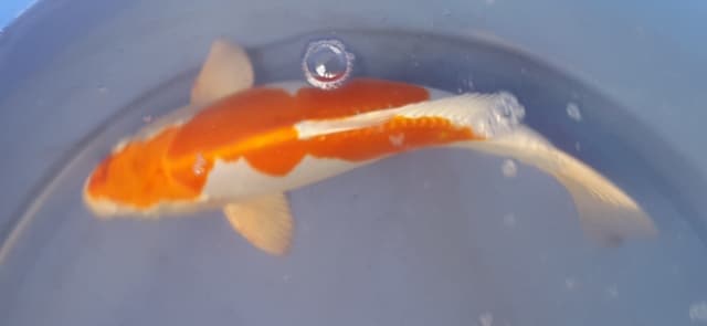 Hình ảnh Cá Koi Hariwake 27 cm