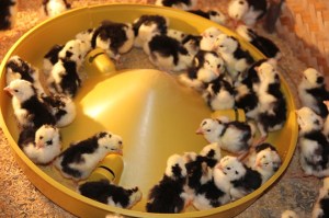 Trại gà quý phi Thu Hà