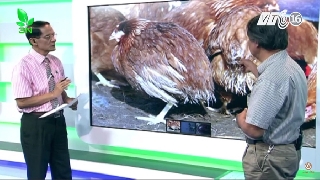 Video nhận biết bệnh bạch lỵ ở gà và cách khắc phục