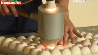 Video kỹ thuật soi trứng vịt