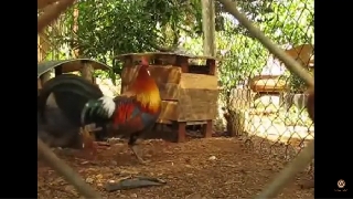 Video kỹ thuật nuôi gà rừng