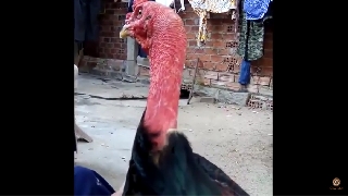 Video cách chọn dáng gà chọi hay và đẹp