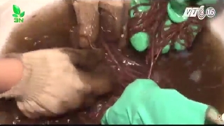 Video kinh nghiệm phối trộn giun quế vào thức ăn cho lợn