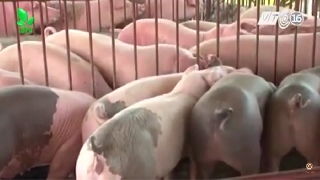 Video hiệu quả mô hình nuôi lợn bằng giun quế