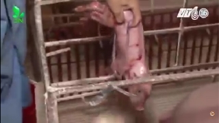Video kinh nghiệm chăm sóc lợn con mới sinh