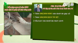 Video khắc phục ngan bị cúm H5N1 hoặc dịch tả