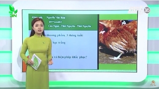 Video xử lý ra sao khi gà bị nấm mào ghép kí sinh trùng máu?