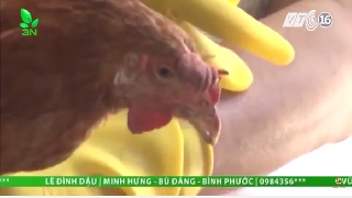 Video tại sao nuôi gà mãi không lớn? 