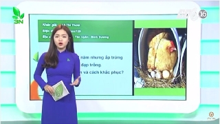 Video hiện tượng gà ấp trứng không nở và cách khắc phục 