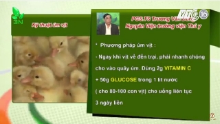 Video kỹ thuật úm và lịch phòng bệnh cho vịt 