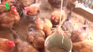 Video yếu tố ảnh hưởng đến năng suất sinh sản của gà và biện pháp khắc phục  phần 2