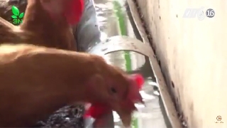 Video kinh nghiệm biến bình uống nước thành máng uống cho gà