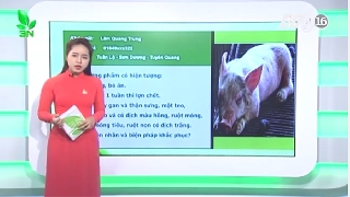 Video bệnh viêm đa phủ tạng ở lợn và cách khắc phục 