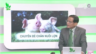 Video điều gì khiến lợn con bị viêm da tiết dịch 