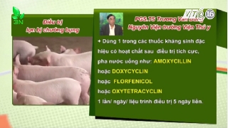 Video hướng dẫn can thiệp lợn bị chướng bụng