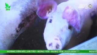 Video lợn bị tím tái tai và toàn thân, lây lan nhanh