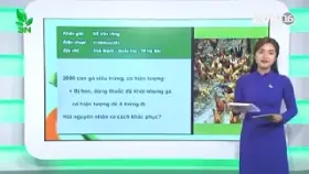 Video nguyên nhân gà giảm đẻ