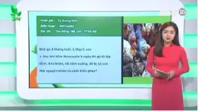 Video khắc phục gà có phản ứng sau khi tiêm vacxin 