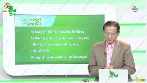Video gà đi ngoài phân trắng loãng, chết nhiều phải chữa trị như thế nào 