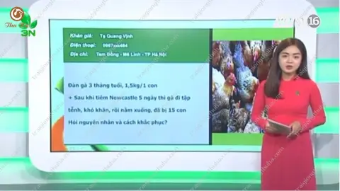 Video khắc phục gà có phản ứng sau khi tiêm vacxin 